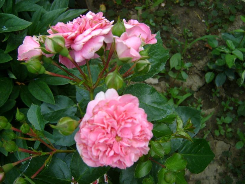 les quatre saisons(pink swany)ADR , Meilland - 0 Trandafiri si flori 2017