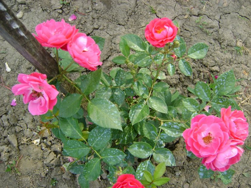 bordure magenta butas - 0 Trandafiri si flori 2017