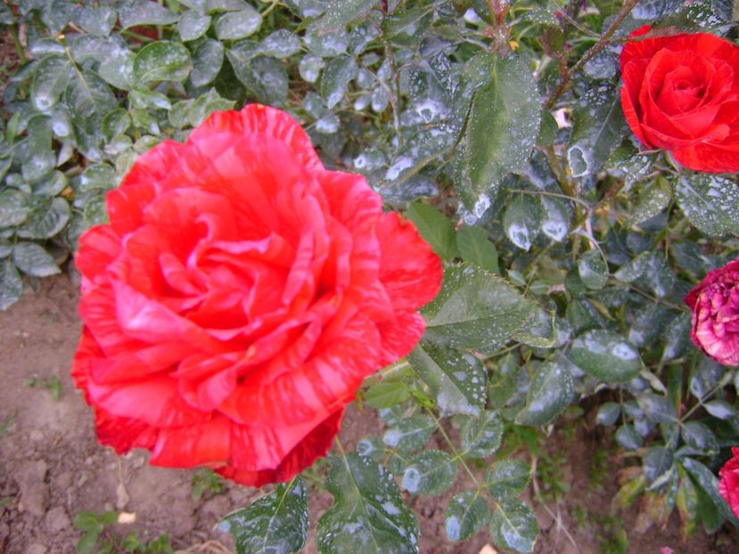 red intuition nr.60 - 0 Trandafiri si flori 2017
