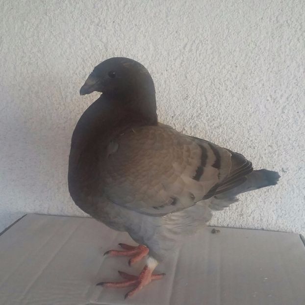 9 2017 - TINERET 2017