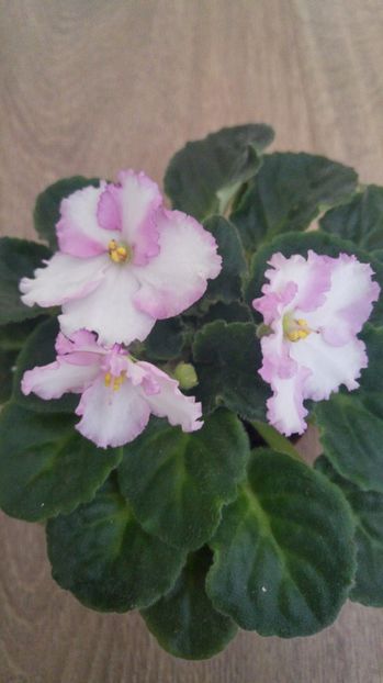 20170531_183317_HDR - 1 - Violete Comune