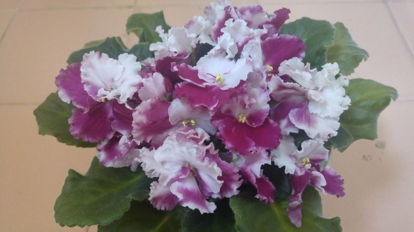 20170605_135100_HDR - 1 - Violete Comune