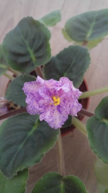 20170610_194615_HDR - Le Pisanka