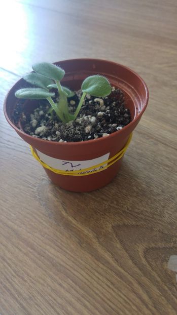 20170624_144127_HDR - 1 - Violete Comune