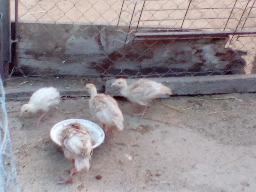 1498321394580-135362139 - Curci 2017