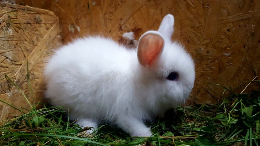  - Pui de iepuri 2017