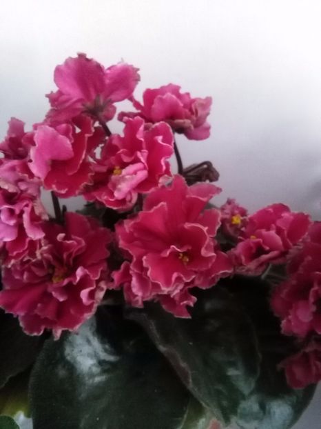 Ian Nariadnaia - 1-A-Violete 2017