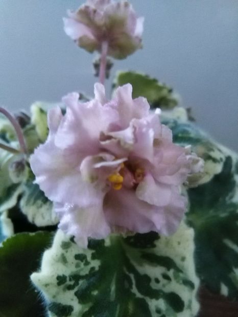Ma s Corsage - 1-A-Violete 2017