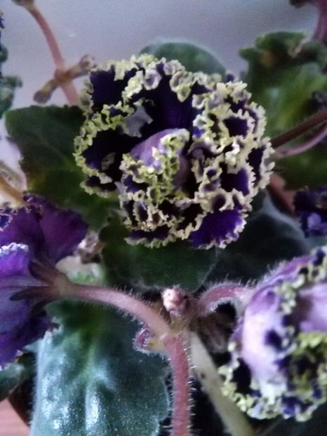  - 1-A-Violete 2017