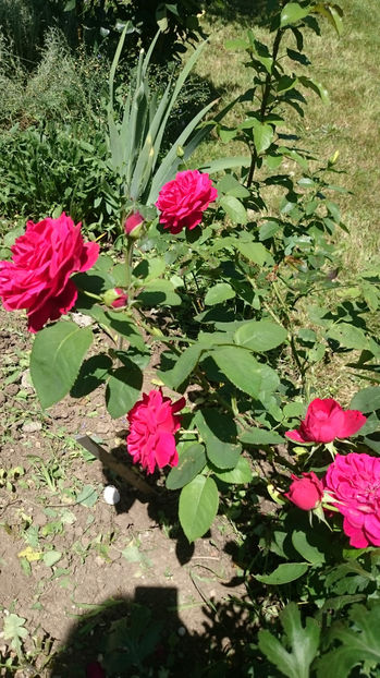 L.D. Braithwait - Gradina si trandafirii 2017 - II