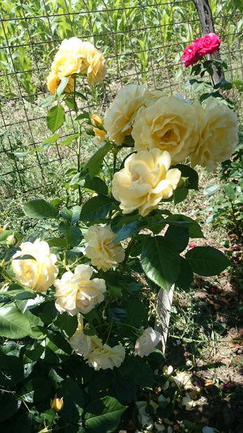 Julia Child - Gradina si trandafirii 2017 - II
