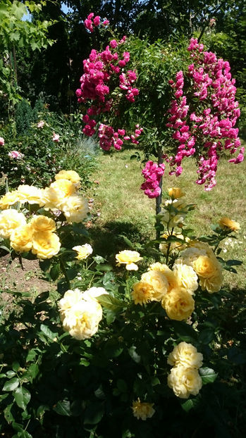Julia Child si Plangator - Gradina si trandafirii 2017 - II