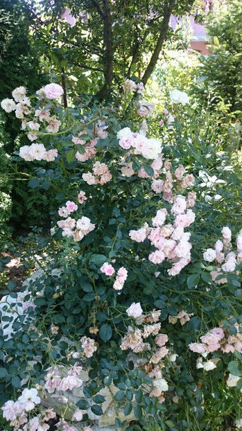 Fairy - Gradina si trandafirii 2017 - II