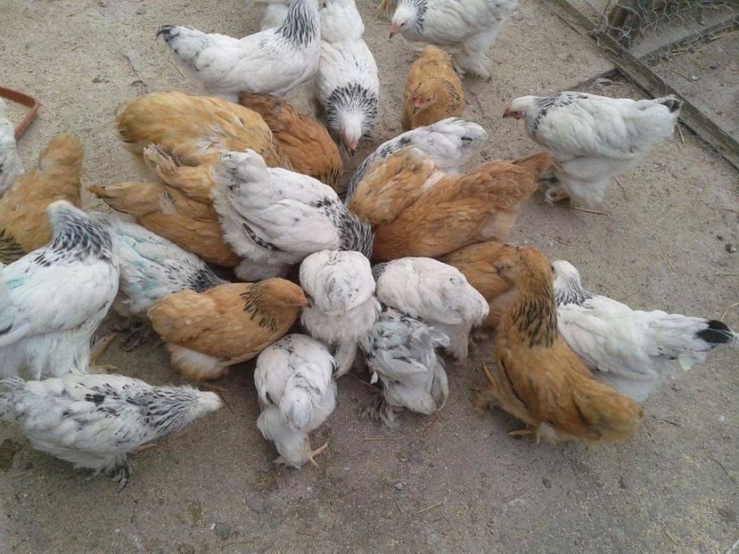 received_1929080964037249 - Toată lumea la masă