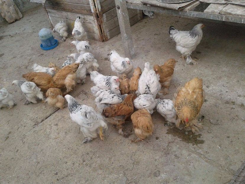 received_1929080820703930 - Toată lumea la masă