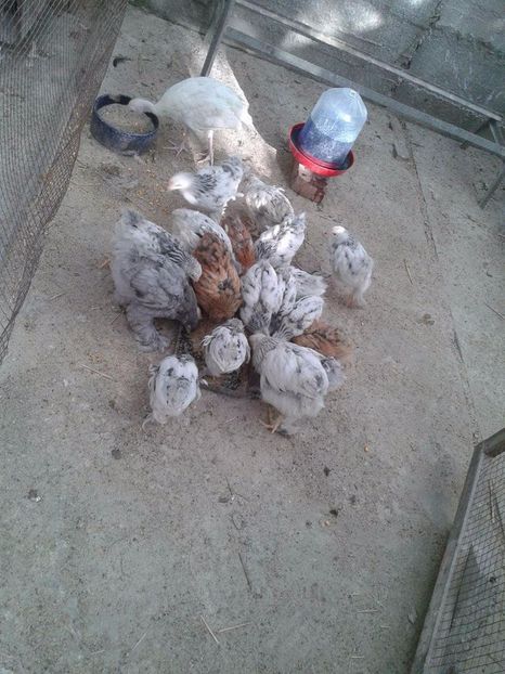 received_1929080874037258 - Toată lumea la masă