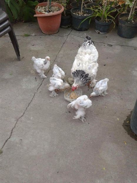 received_1929080887370590 - Toată lumea la masă