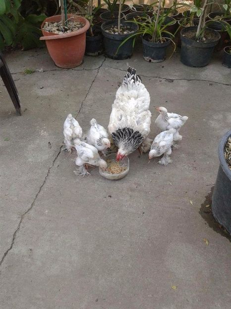 received_1929080937370585 - Toată lumea la masă