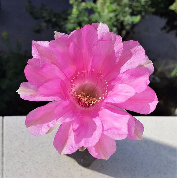 Echinopsis Lorenza - Cactusi si suculente
