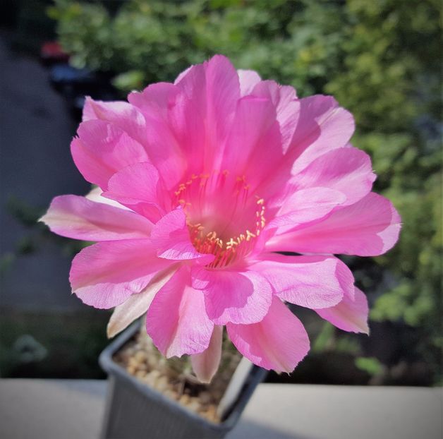  - Cactusi si suculente