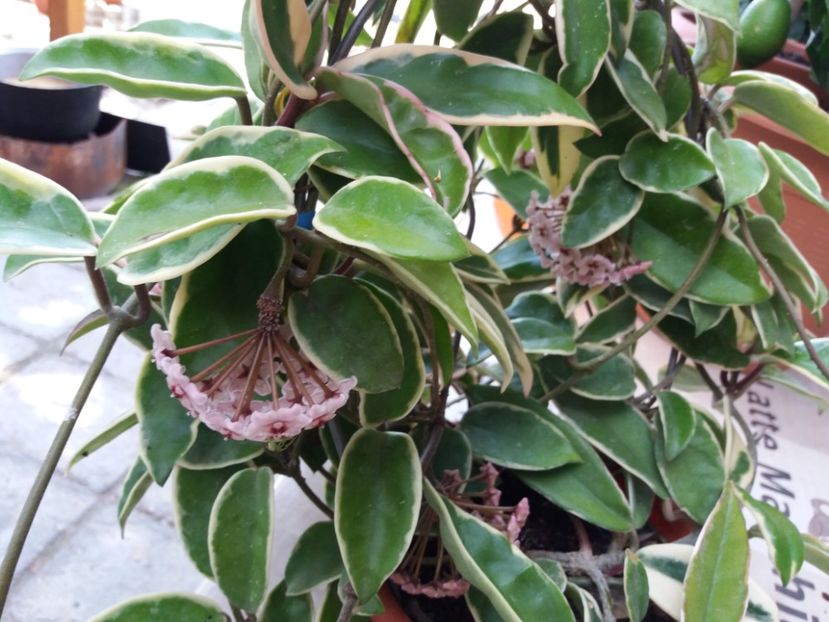  - Hoya krimson queen