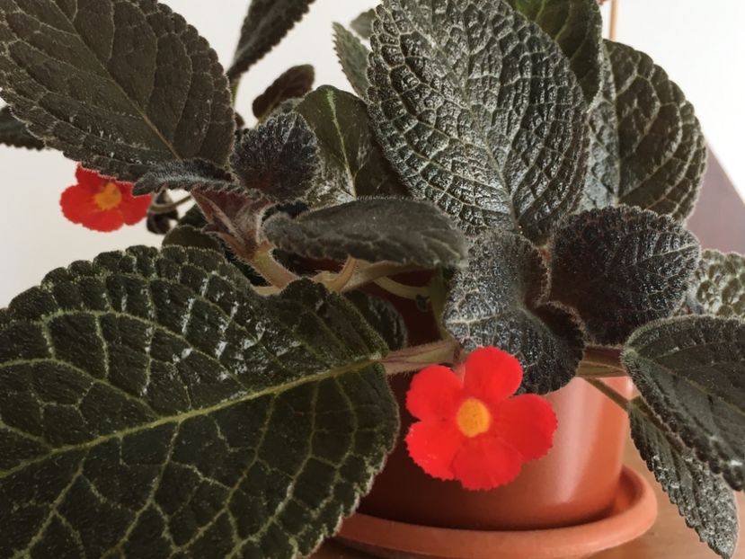  - Episcia