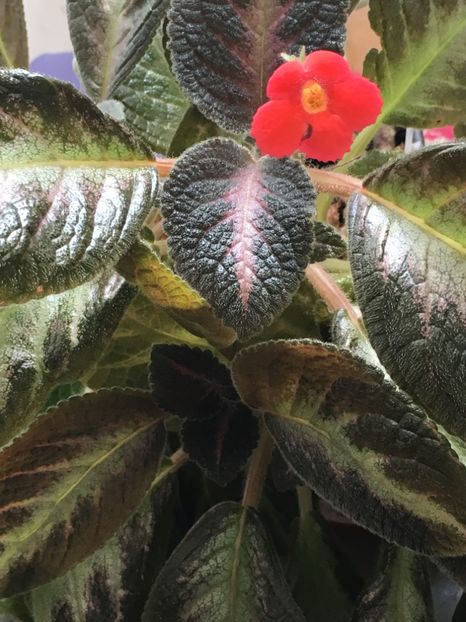 Spring Simphony - Episcia