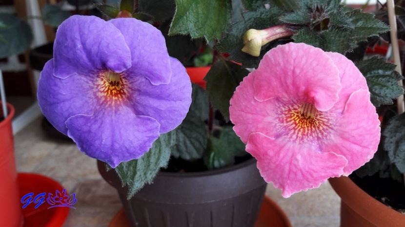 Arleta Blue & Arleta Pink - 08 Achimenes 2017