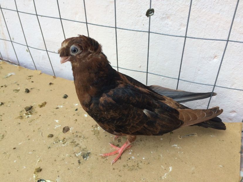  - Evoluția unei culori deosebite