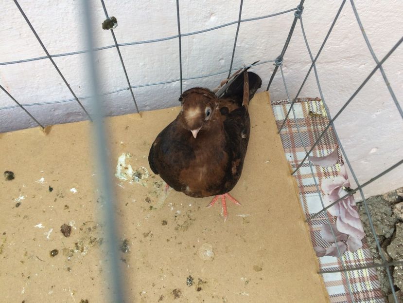  - Evoluția unei culori deosebite