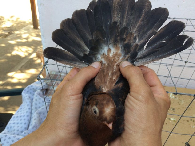  - Evoluția unei culori deosebite