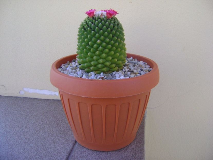Mammillaria polythele cv. Stachellos - Cactusi 2017 bis