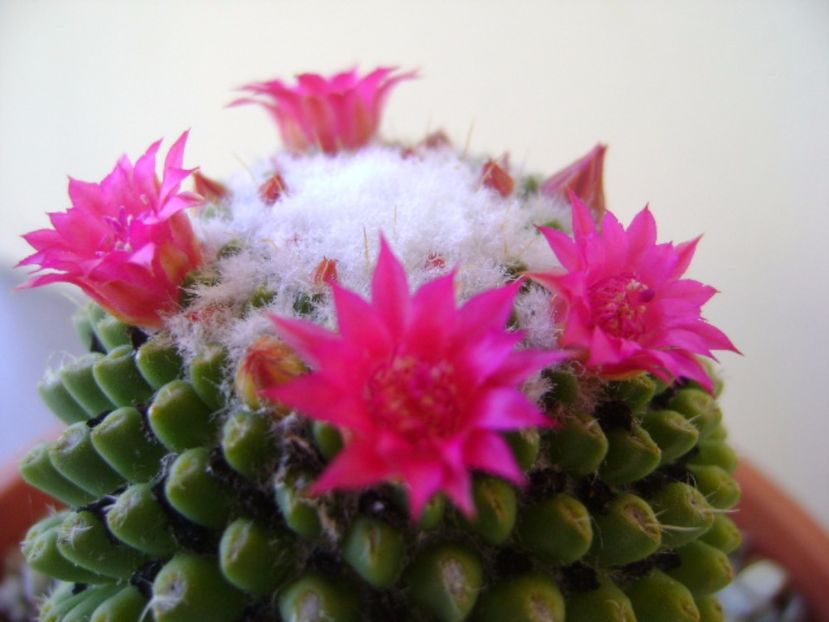 Mammillaria polythele cv. Stachellos - Cactusi 2017 bis