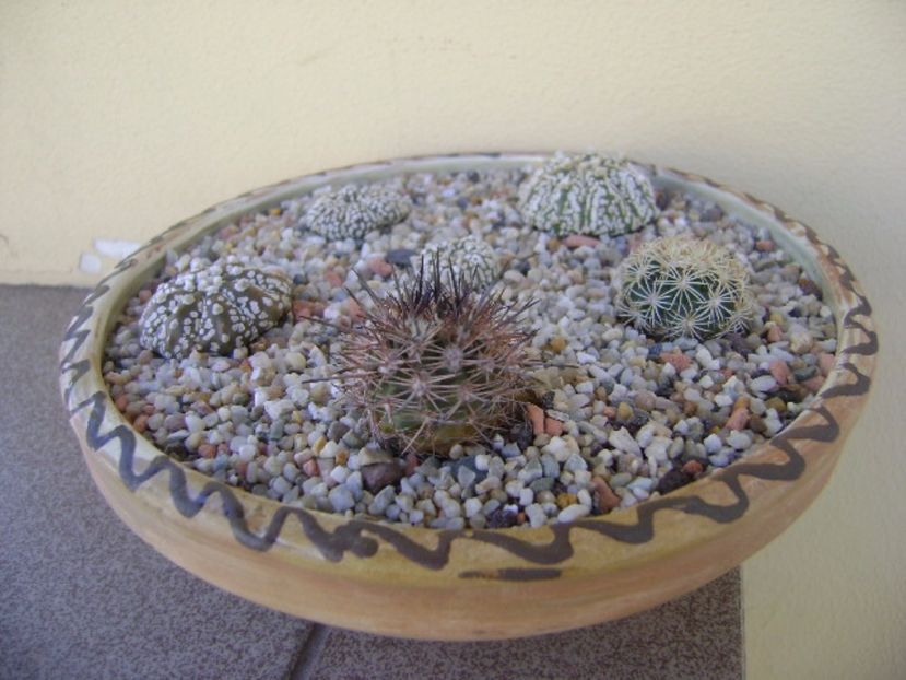 Grup de 6 cactusi - Cactusi 2017 bis