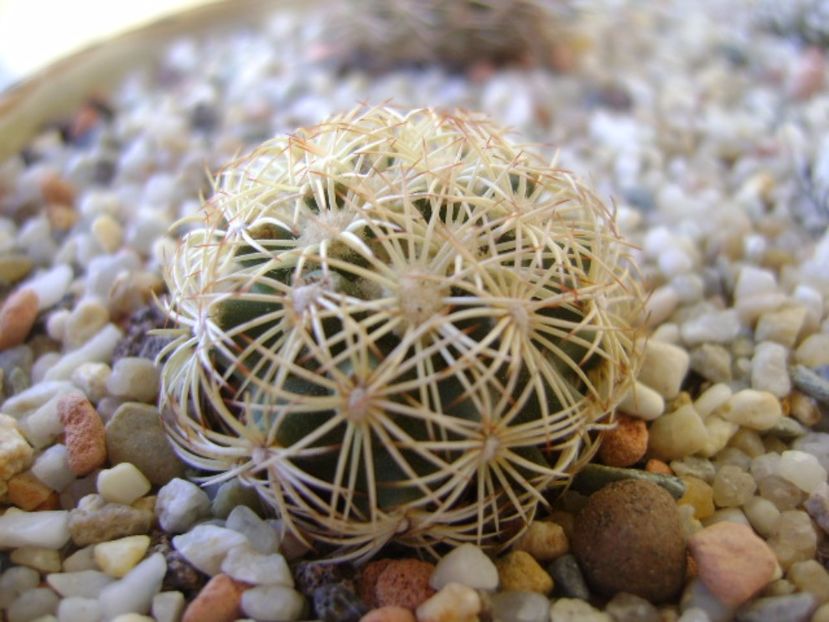 Coryphantha echinus, SB377 Val Verde Co, TX - Cactusi 2017 bis