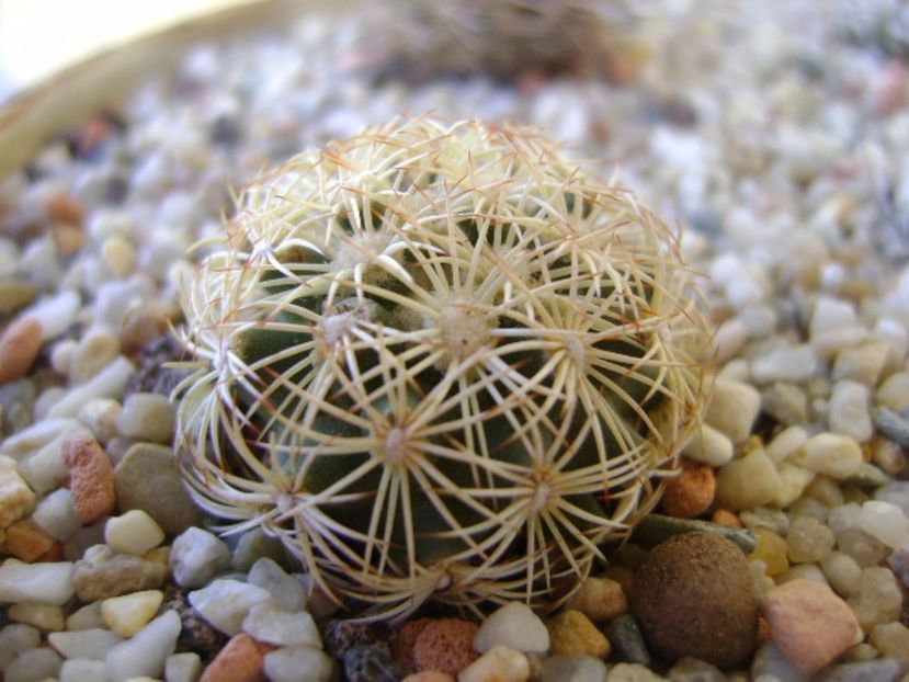 Coryphantha echinus, SB377 Val Verde Co, TX - Cactusi 2017 bis