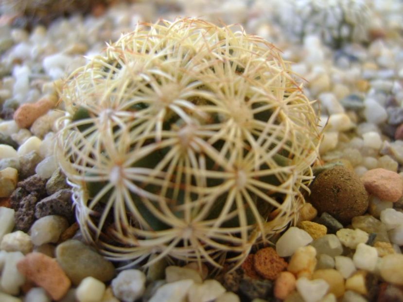 Coryphantha echinus, SB377 Val Verde Co, TX - Cactusi 2017 bis