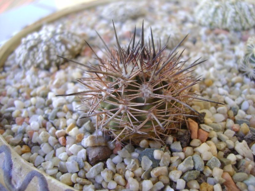 Eriosyce islayensis - Cactusi 2017 bis