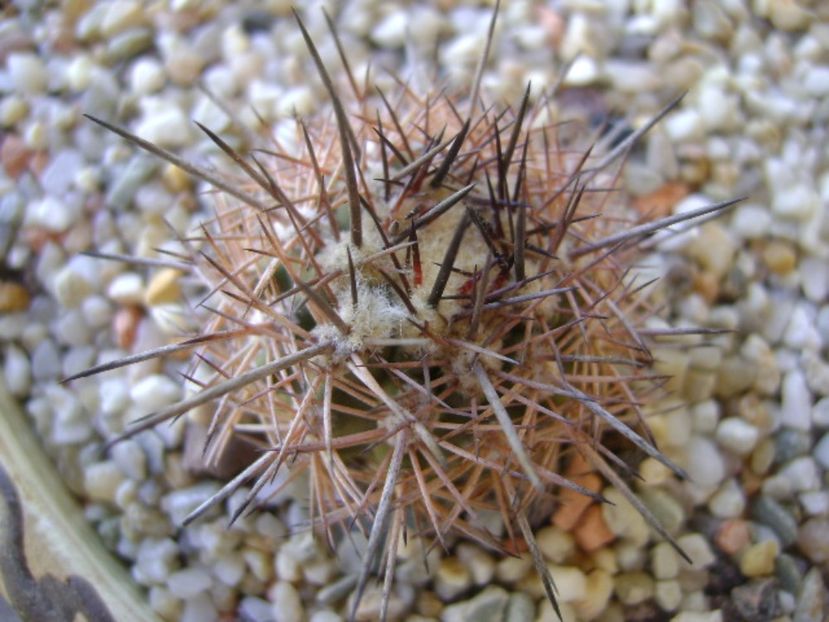 Eriosyce islayensis - Cactusi 2017 bis