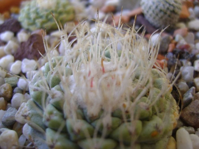 Strombocactus disciformis - Cactusi 2017 bis