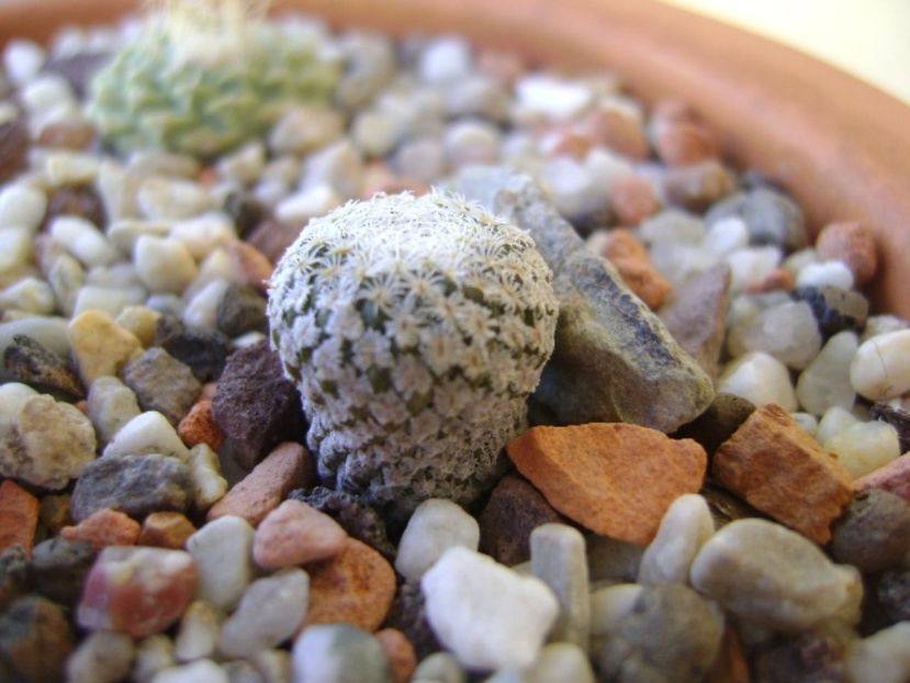 Pelecyphora strobiliformis - Cactusi 2017 bis