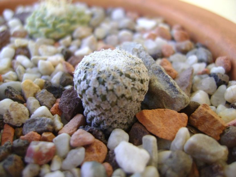 Pelecyphora strobiliformis - Cactusi 2017 bis