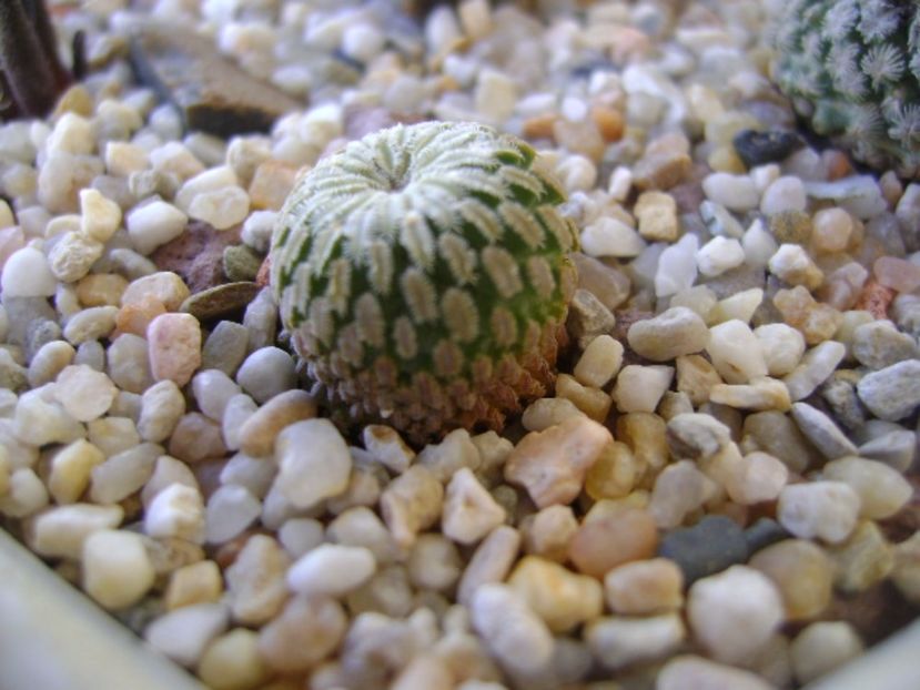 Turbinicarpus pseudopectinatus v. rubriflorus, MZ 736 Dr. Arroyo, NL - Cactusi 2017 bis