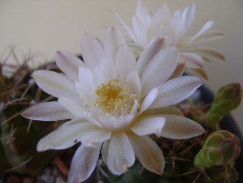 Gymnocalycium damsii v. tucavocense - Cactusi 2017 Gymnocalycium