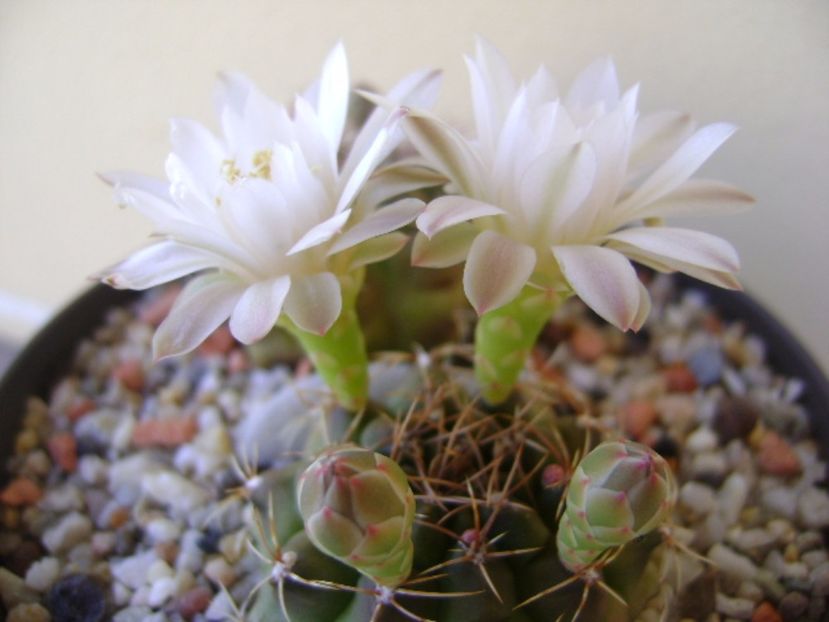 Gymnocalycium damsii v. tucavocense - Cactusi 2017 Gymnocalycium