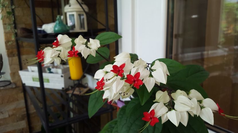  - Clerodendron thomsoniae evolutie 2020