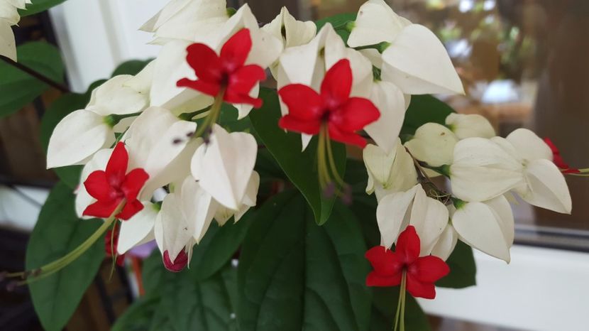  - Clerodendron thomsoniae evolutie 2020