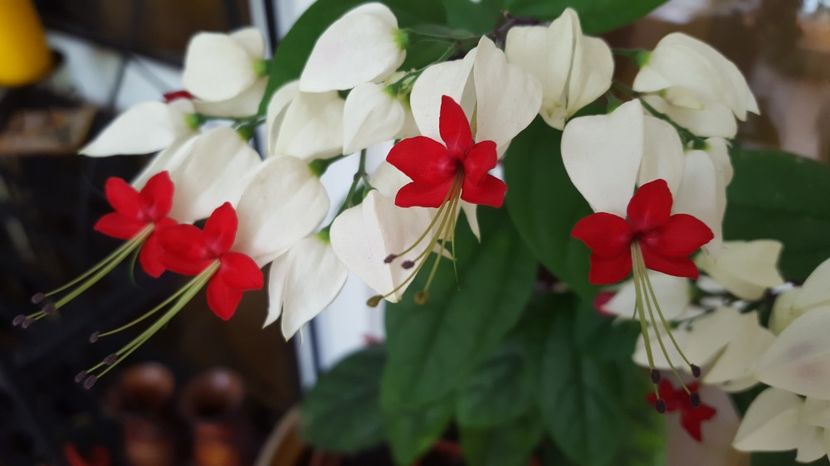  - Clerodendron thomsoniae evolutie 2020