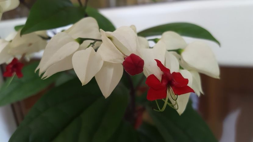  - Clerodendron thomsoniae evolutie 2020