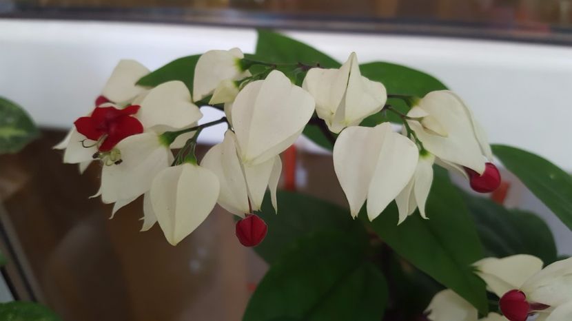  - Clerodendron thomsoniae evolutie 2020